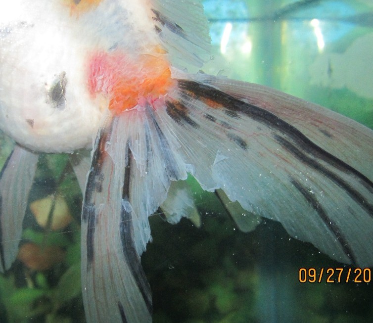  p>烂尾病是淡水鱼的主要病害之一,严重时尾部烂掉,骨骼外露,可引起病