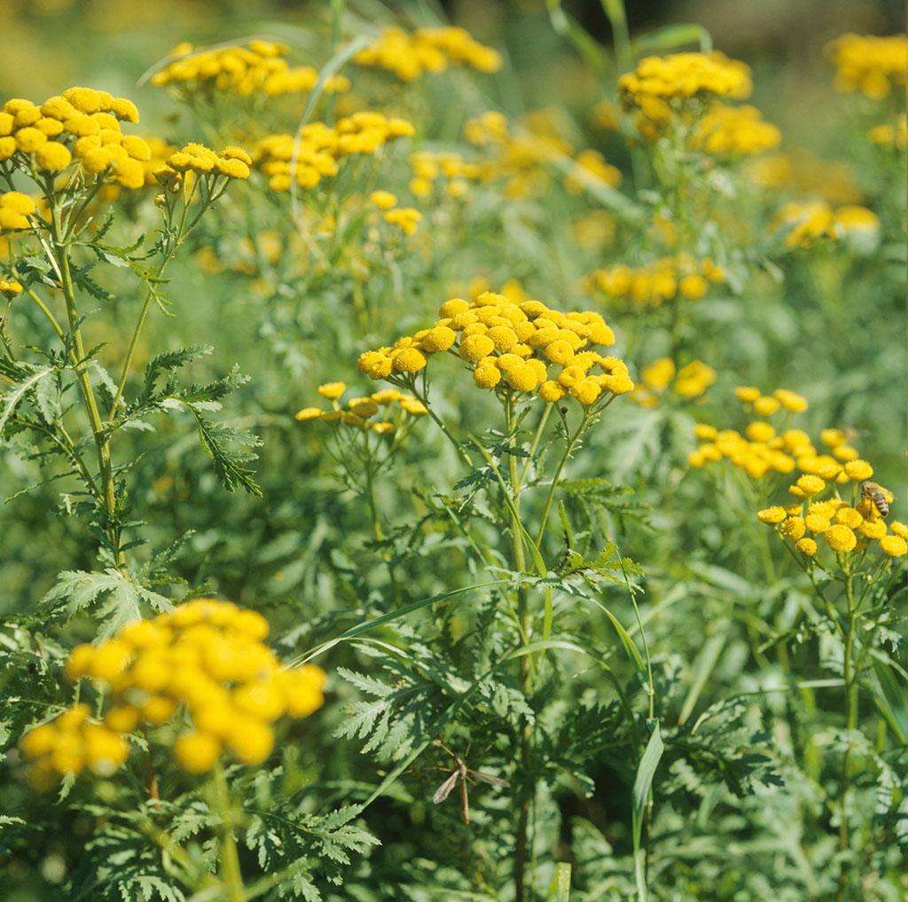  p>菊蒿是菊科, a href="#" data-lemmaid="3816315">菊蒿属 /a> a