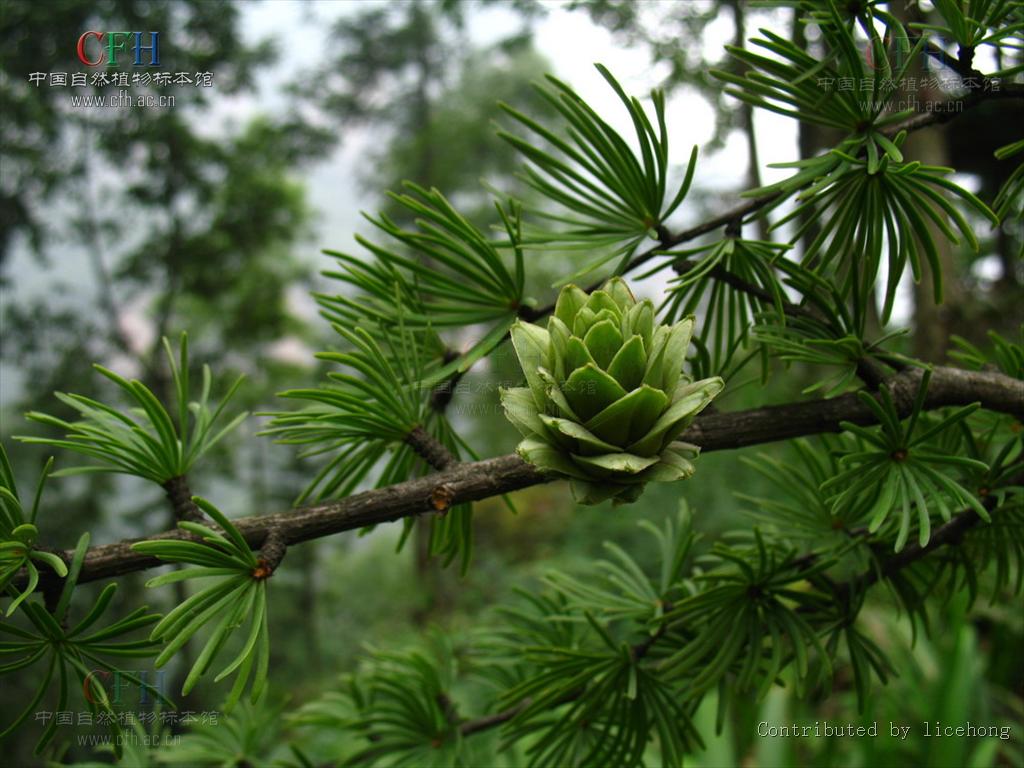 nelson) rehder)为松科 a target="_blank" href="/item/金钱松属">