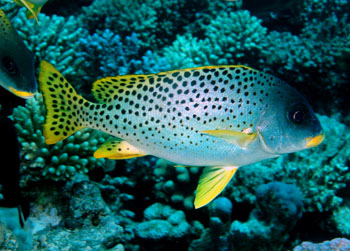  p>网纹胡椒鲷, i>plectorhynchus reticulatus /i> (gunther, 1859)