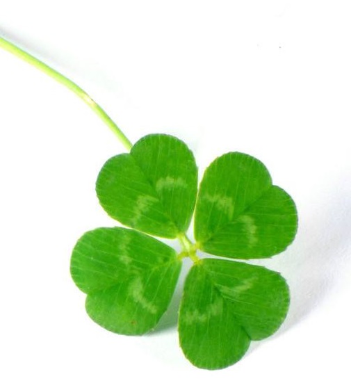 4叶草