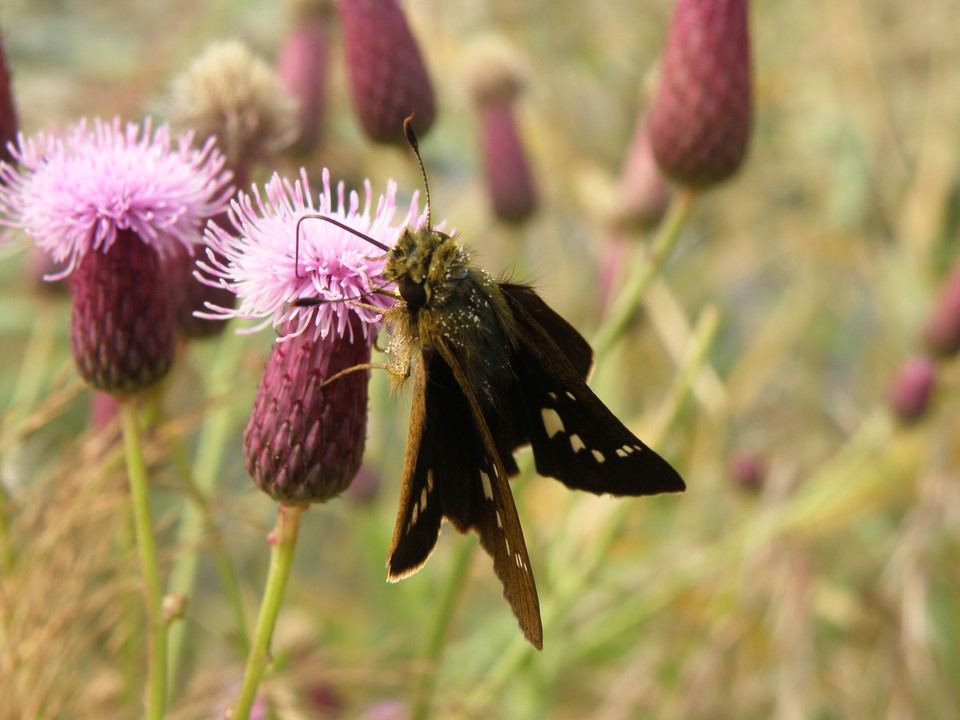  p>中华谷弄蝶,又称中华褐弄蝶,是鳞翅目 a>弄蝶科 /a>的昆虫.