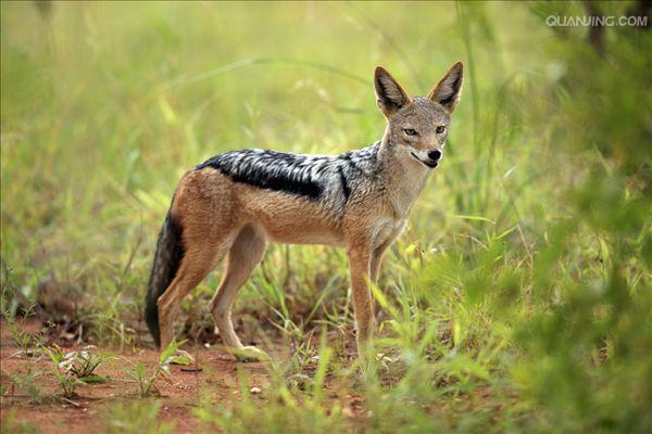  p>黑背胡狼(学名: i>canis mesomelas /i>):个头较小,长相似狗,行动