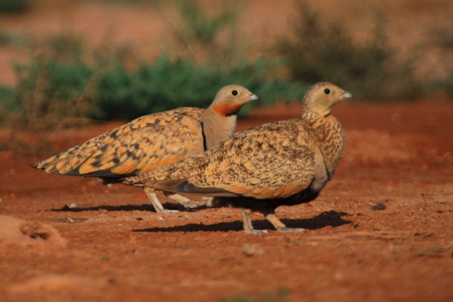  p>黑腹沙鸡(学名: i>pterocles orientalis /i>)体长29-34厘米,体重