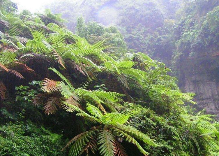 alsophila costularis baker