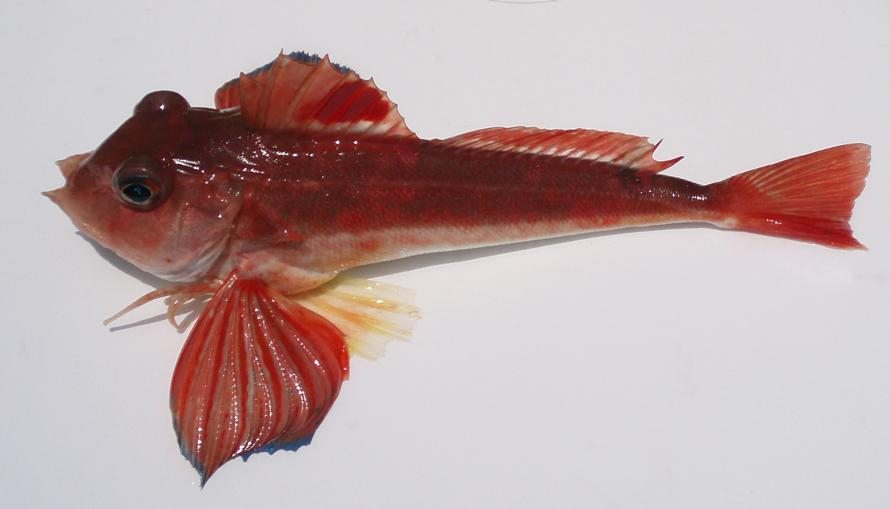  p>短鳍红娘鱼(学名: i>lepidotrigla microptera /i>)是鲂鮄科,红娘