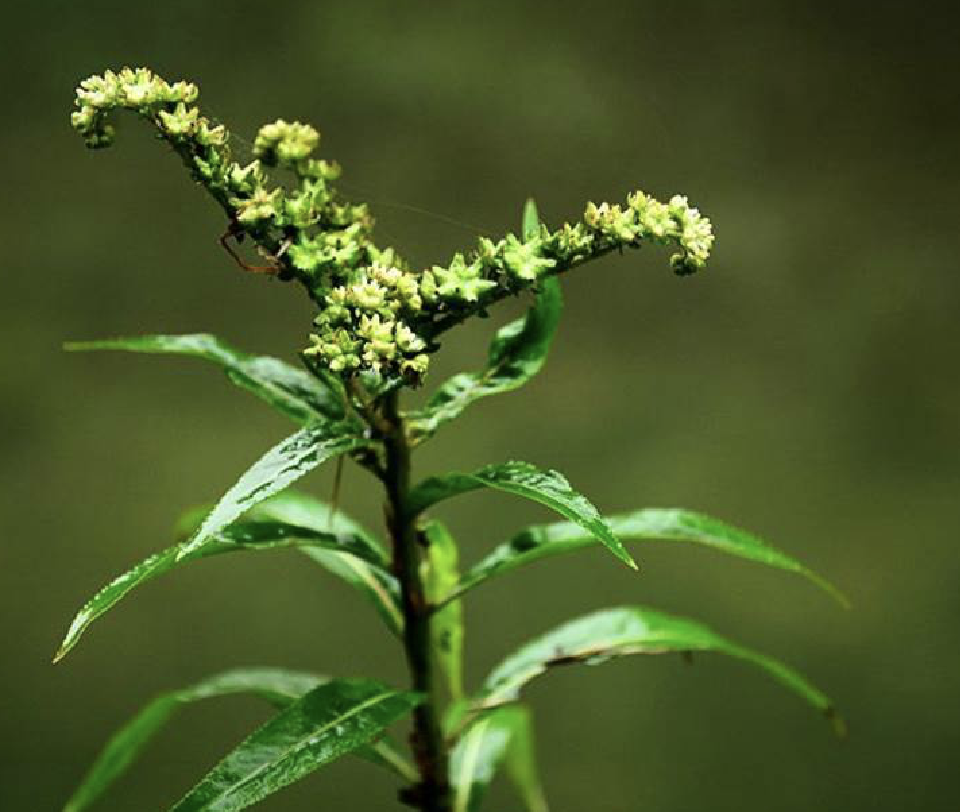  p>扯根菜(学名: i>penthorum chinense /i> pursh)是指虎耳草科扯根