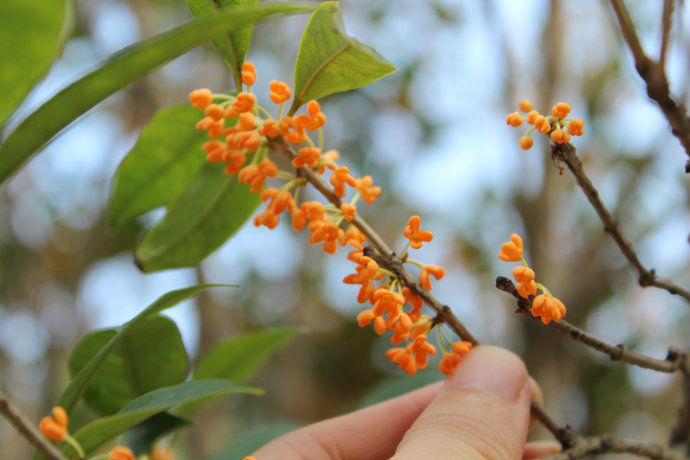  p>雄黄桂(学名: i>osmanthus fragrangs /i> 'xionghuanggui