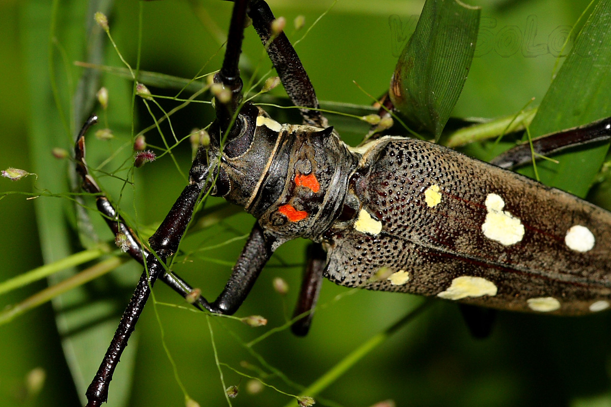  p>星天牛( i>anoplophora chinensis  /i>(forste