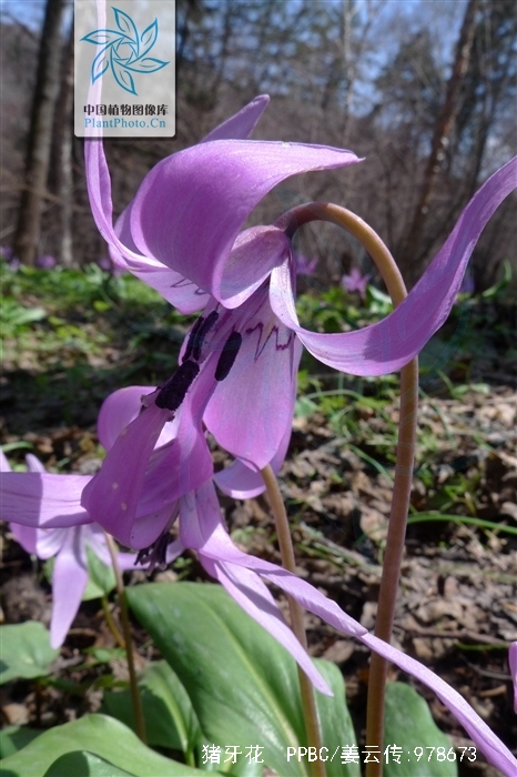  p>猪牙花 i>(erythronium japonicum decne.