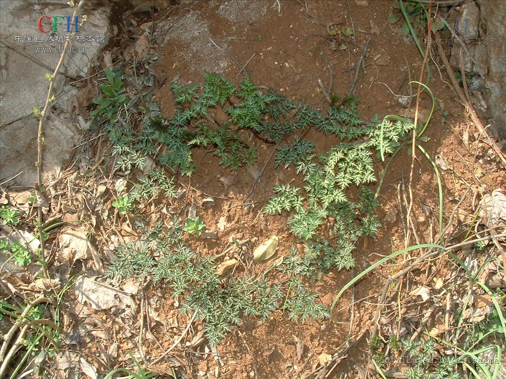  p>明党参属(学名: i>changium  /i>wolff) a href="#" data-lemmaid=