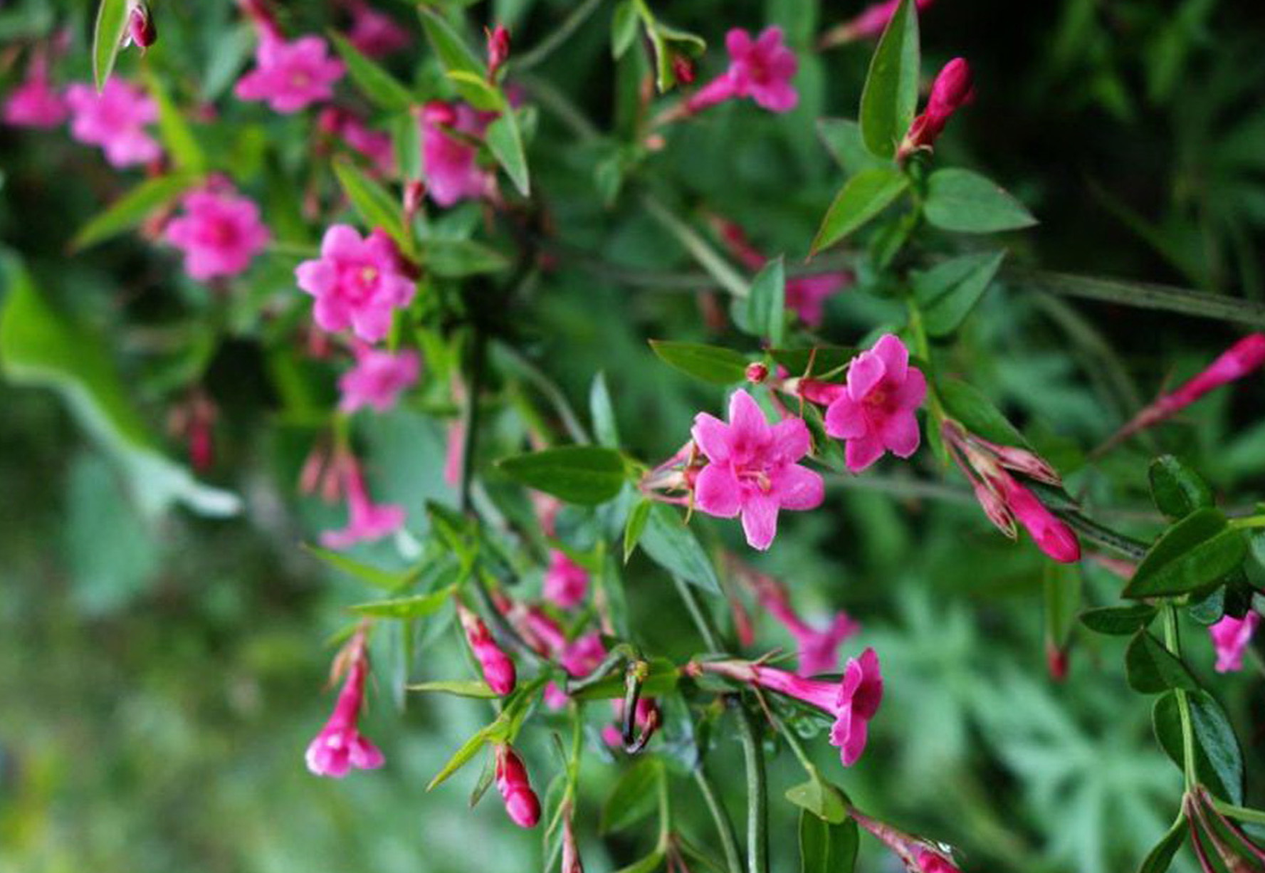  p>红素馨(学名: i>jasminum beesianum  /i>forrest et diels)是木犀