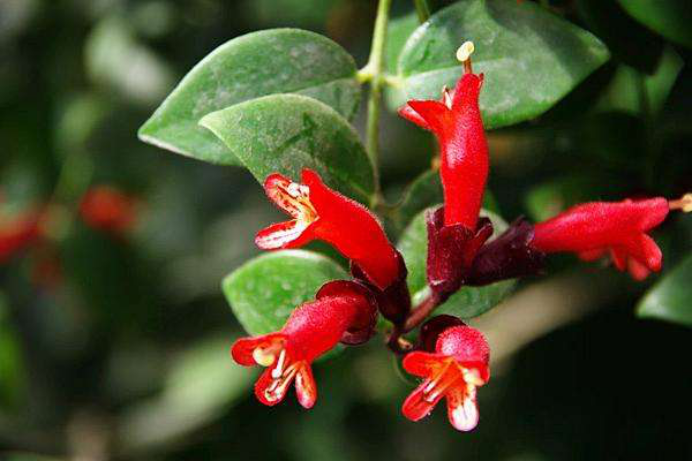 金鱼花的故事传说 你知道多少 百科ta说