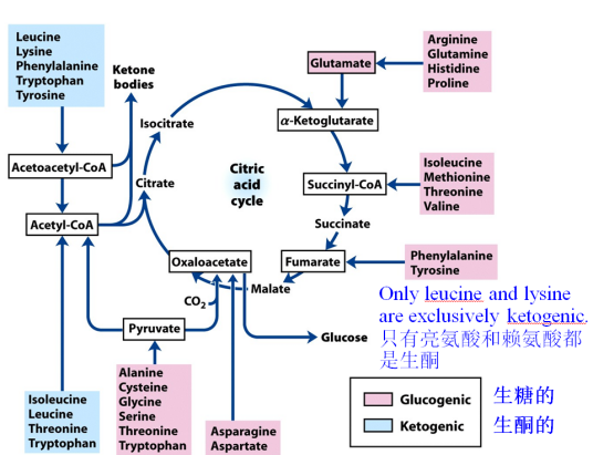 生糖氨基酸_百度百科