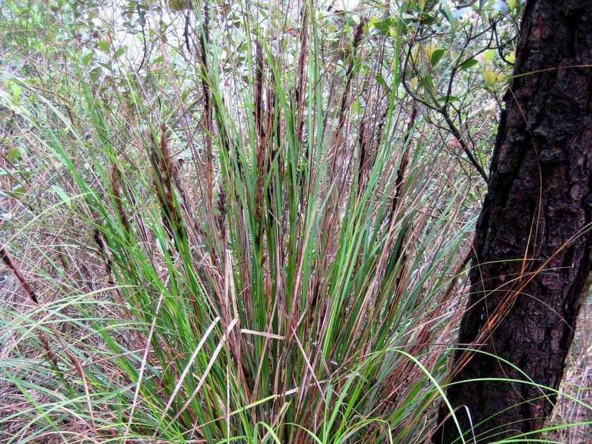  p>爪哇黑莎草为黑莎草属植物.圆柱状有节,叶片狭长,果实近椭圆形.