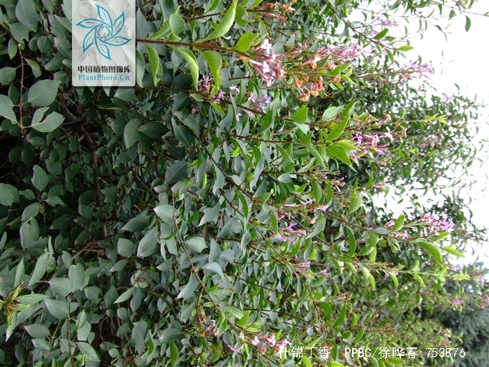 p>什锦丁香(学名 i>syringa/i i>chinensis/i willd.