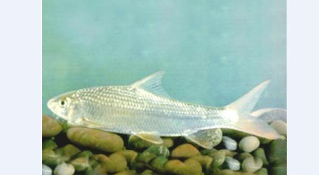  p>鱼类,属鲤形目,鲤科,鲃亚科,白甲鱼属.