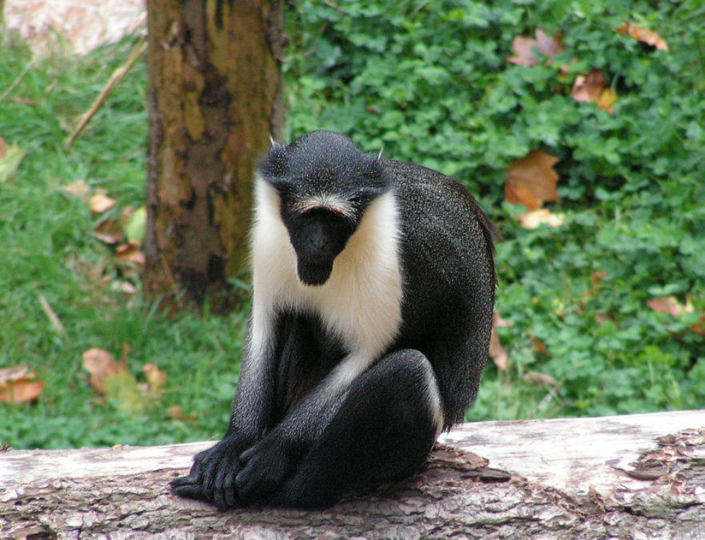  p>狄安娜长尾猴(学名: i>cercopithecus diana /i>):是一种树栖长毛