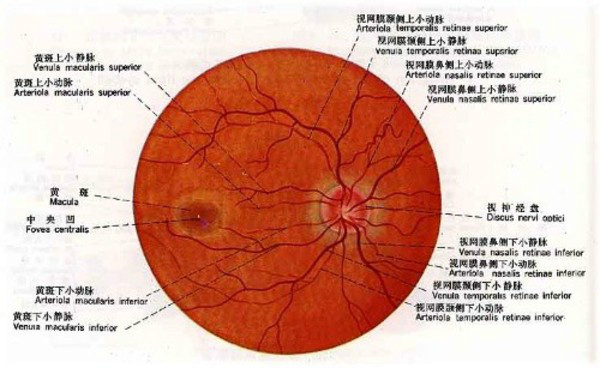 lemmaid="1433370">老年性眼底动脉硬化 /a>是一种老年性慢性血管改变