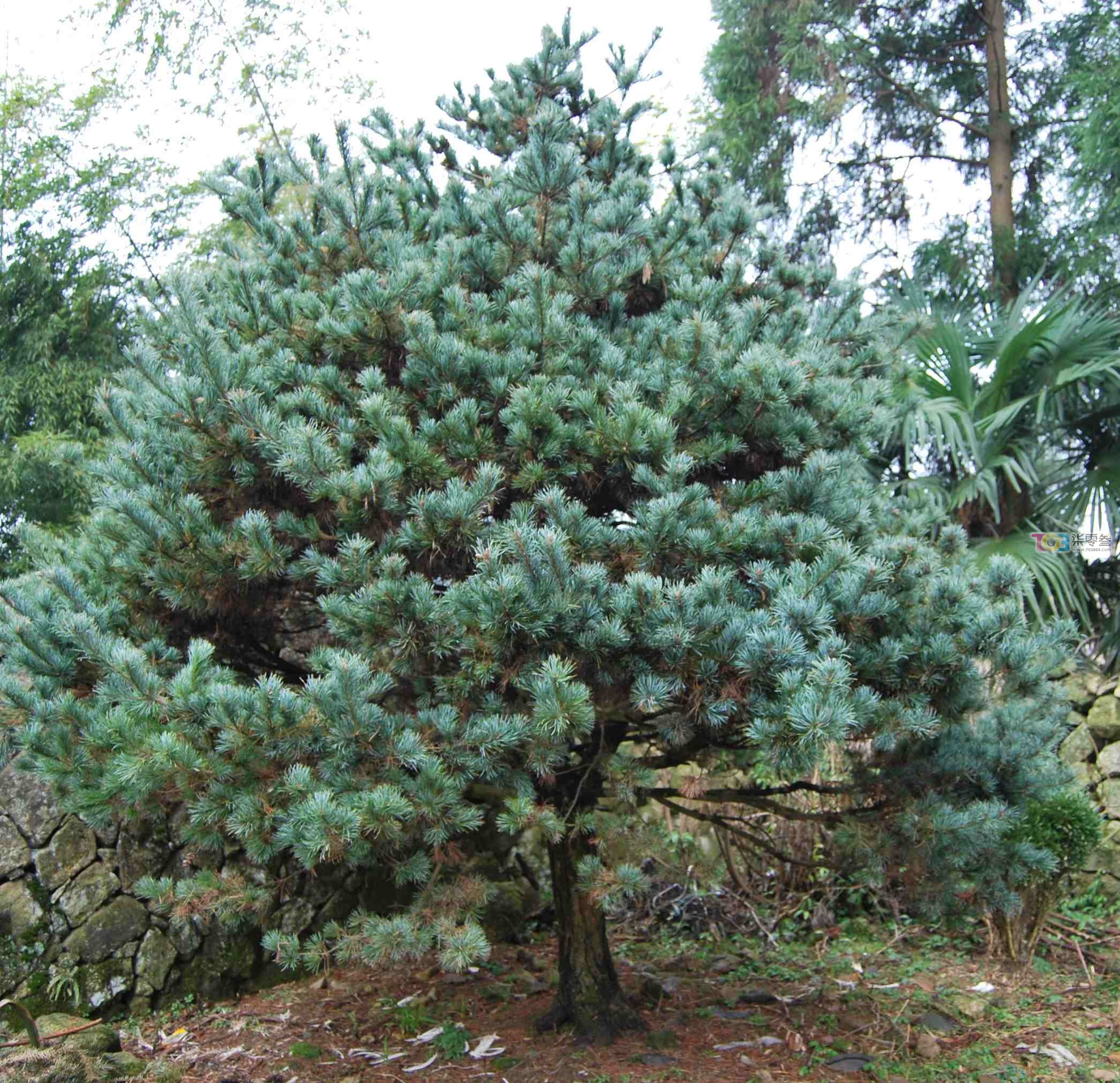 pinus dabeshanensis cheng et law