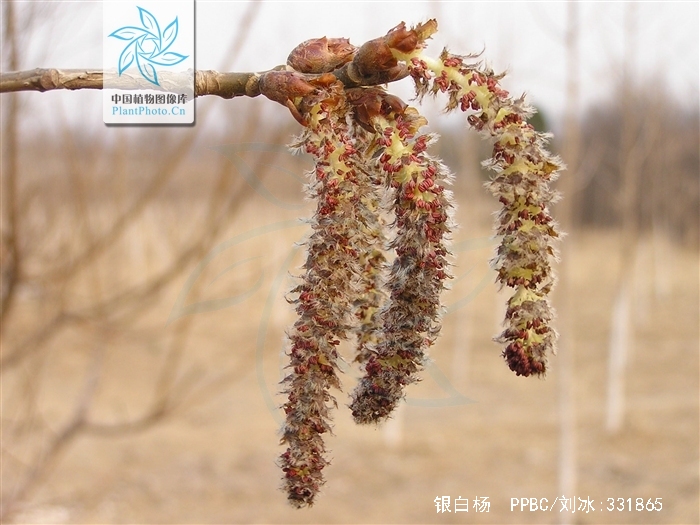  p>银白杨(学名: i>populus alba /i> l)高15~30米,树冠宽阔;树皮白色
