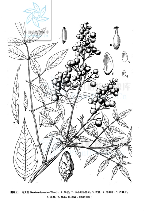  p>南天竹,别名:南天竺,红杷子,天烛子,红枸子,钻石黄,天竹,兰竹;拉丁