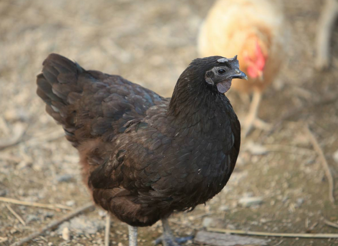 lemmaid="2391898">东兰县 /a>农村传统养殖的地方优良家禽品种之一