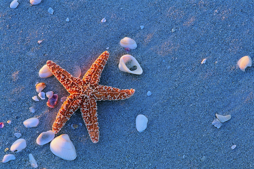  p>海星类starfishes seastars,背腹扁平,呈星形,由中央盘和5个(基数)