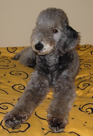  p> a href="#" data-lemmaid="1254455">贝林顿梗 /a>(bedlington