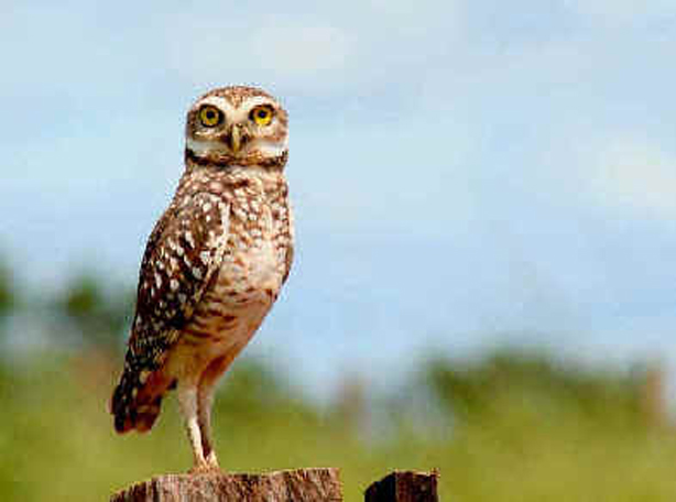 north american burrowing owl