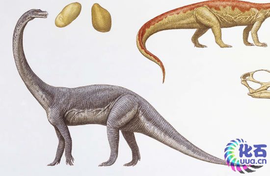  p>巨椎龙(属名:massospondylus)又名 a target="_blank" href="/item