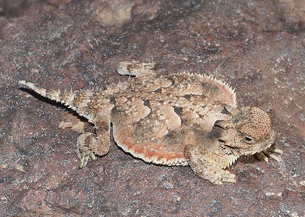 是原生北美洲的中小型 a target="_blank" href="/item/蜥蜴/84902"