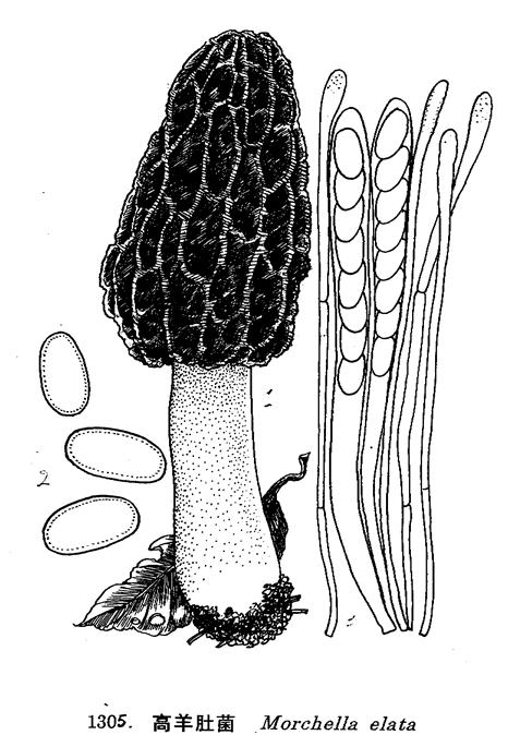  p>高羊肚菌:子囊果小或中等大,高7-25cm,盖部高3-11cm,粗2-5cm,长形