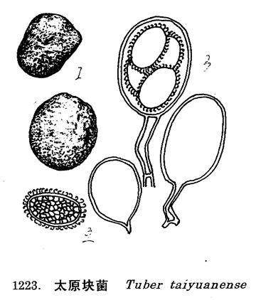 tuber taiyuanense liu