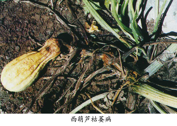 西葫芦,黑皮西葫芦枯萎病