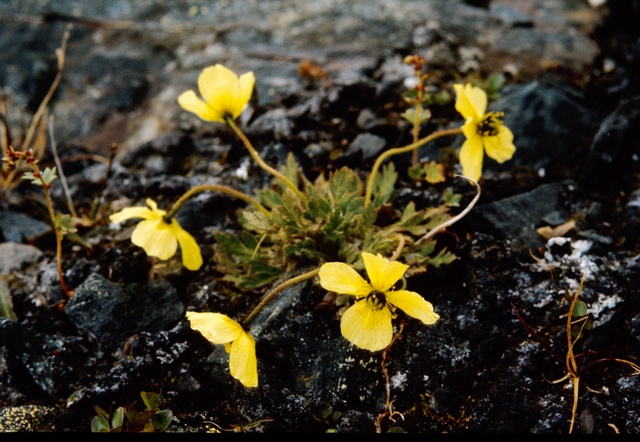  p>拉斯塔德北极罂粟,(拉丁学名:papaver radicatum laestadianum)