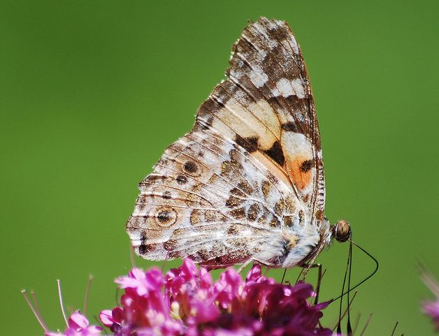  p>小红蛱蝶(学名: i>vanessa cardui /i>)是蛱蝶科红蛱蝶属的一种