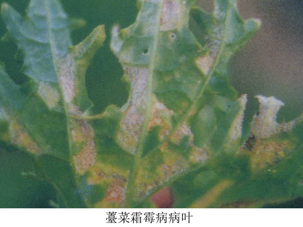  p>寄生霜霉芸薹属变种,分甘蓝型和白菜型两个生理小种,属鞭毛菌亚门
