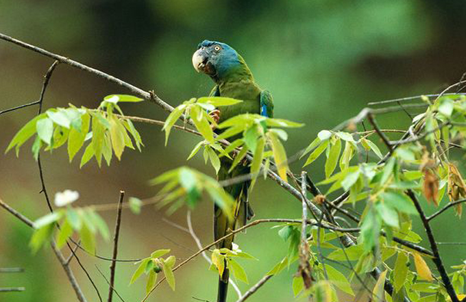 couloni /i>)是小型 a target="_blank" href="/item/金刚鹦鹉/110338