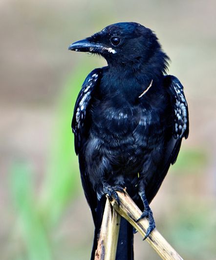  p>黑卷尾泰国亚种(学名:dicrurus macrocercus thai)是雀形目卷尾科