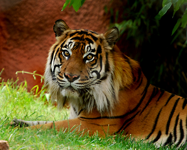  p>苏门达腊虎(学名: i>panthera tigris /i> ssp.