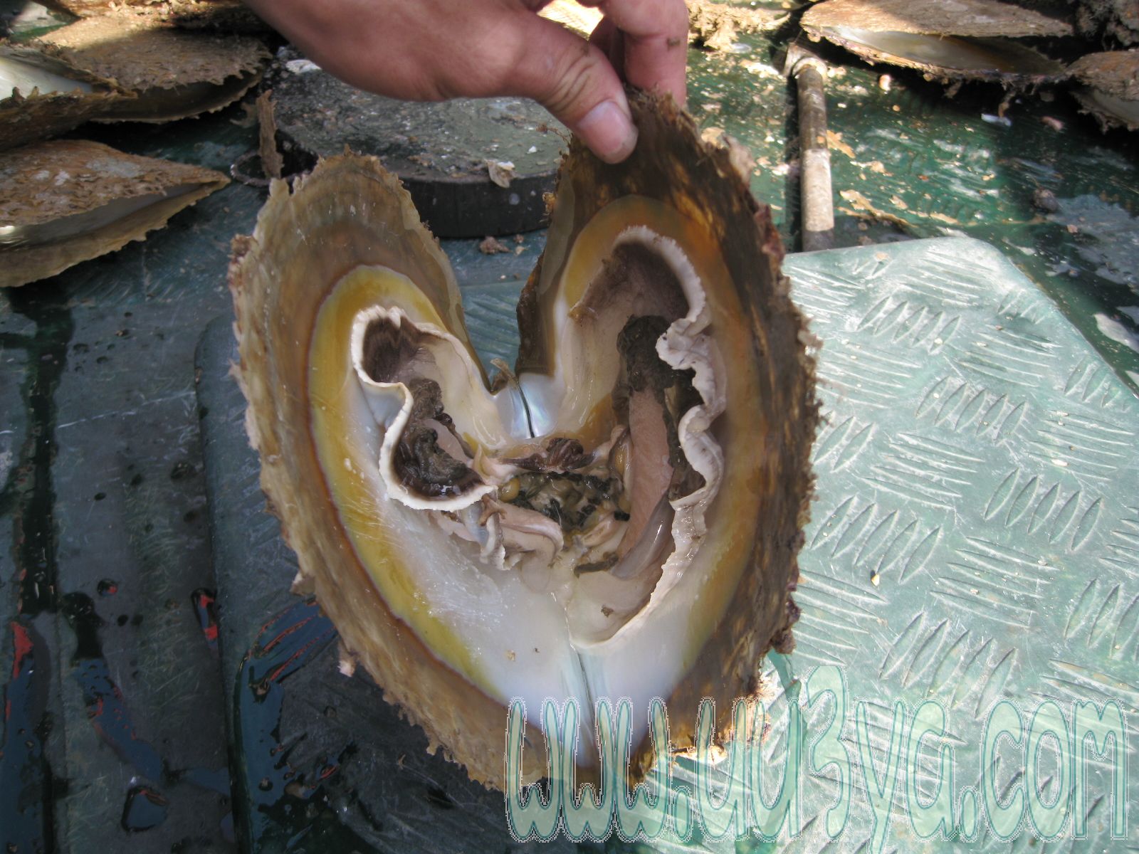 p>珍珠贝, a href="#" data-lemmaid="563285">软体动物门 /a>,瓣鳃纲