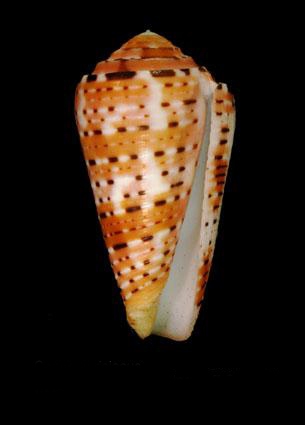  p>彩虹芋螺(学名:pionoconus aurisiacus)壳表有浅红色横带,贝壳厚实