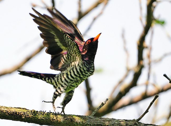 chrysococcyx xanthorhynchus
