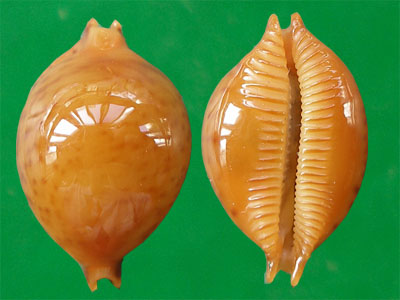  p>金珠宝螺(学名:pustularia globulus globulus)