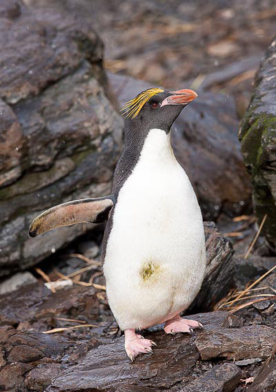  p>马可罗尼企鹅(学名: i>eudyptes chrysolophus /i>):是鸟纲,企鹅科