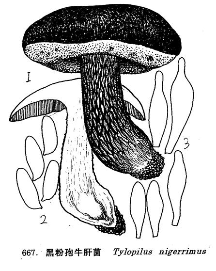 tylopilus nigerrimus (heim) hongo