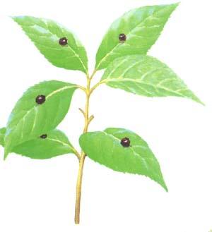  p>青荚叶(拉丁学名: i>helwingia japonica  /i>(thunb.) dietr.