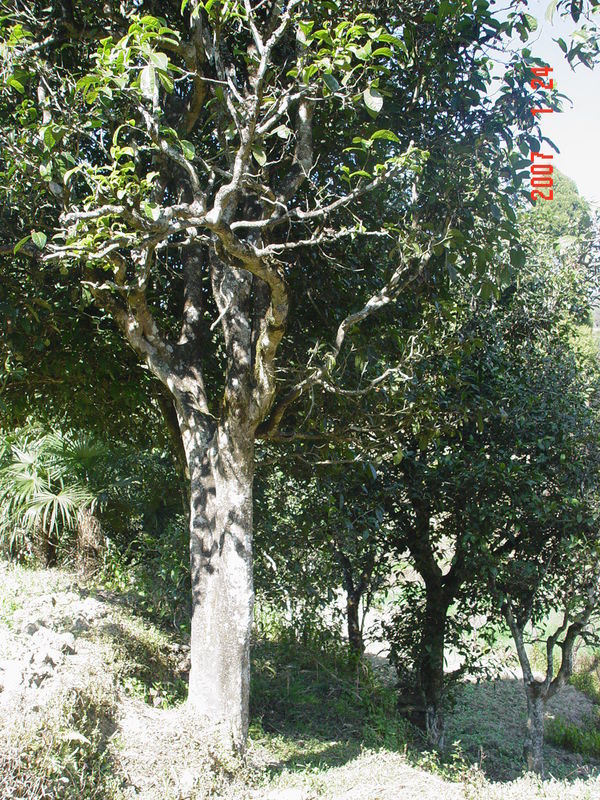  p>茶树,原名:茶,拉丁文名: i>camellia sinensis /i> (l.) o. ktze.