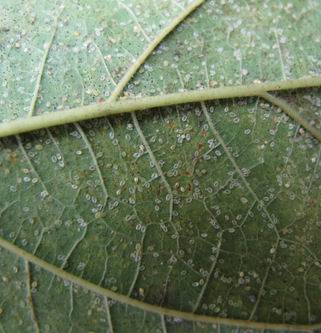 桑树桑粉虱